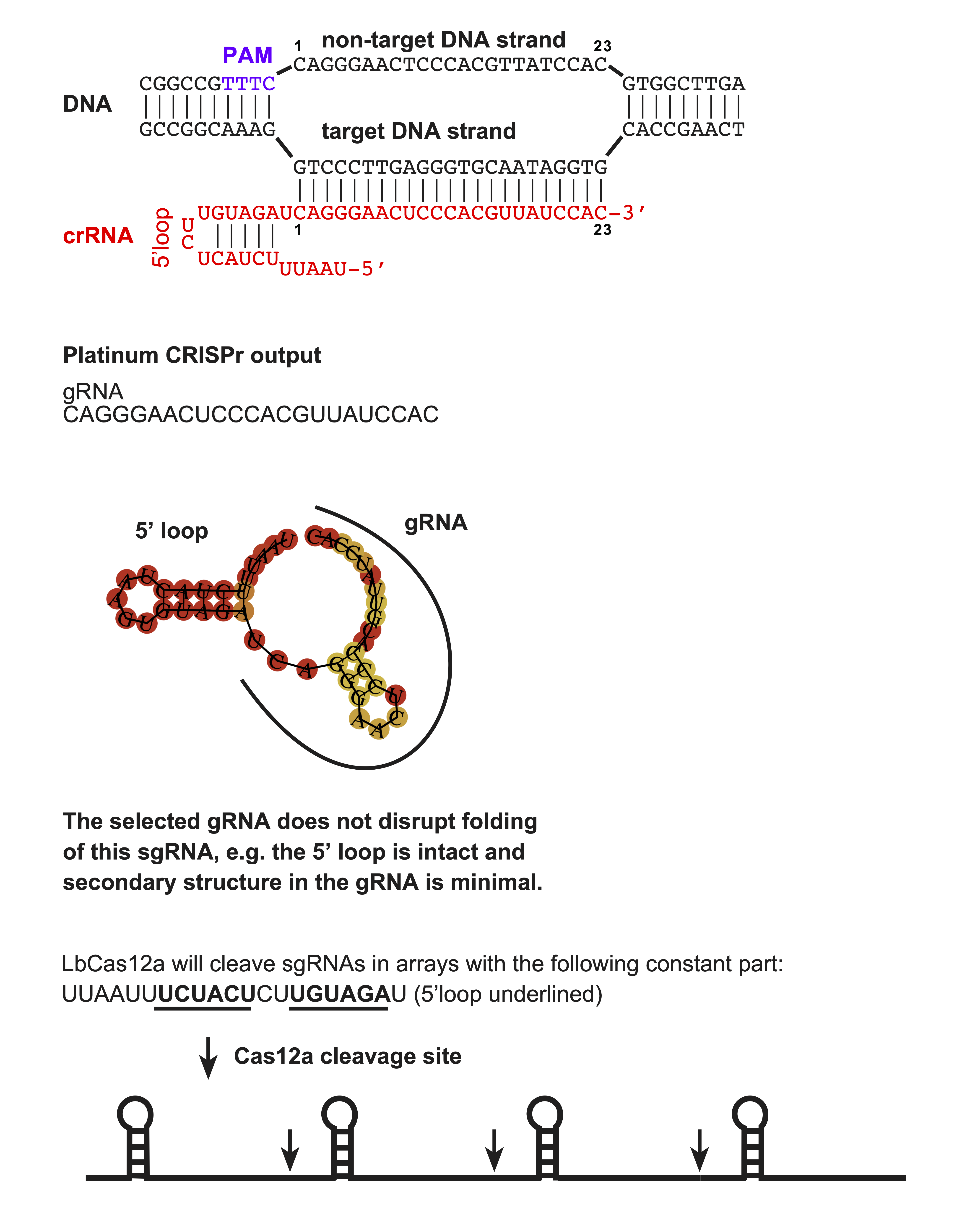 Image showing the pricnciple of PlatinumCRISPr for Cas12a