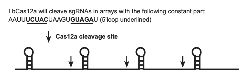 Image showing the pricnciple of PlatinumCRISPr for Cas12a