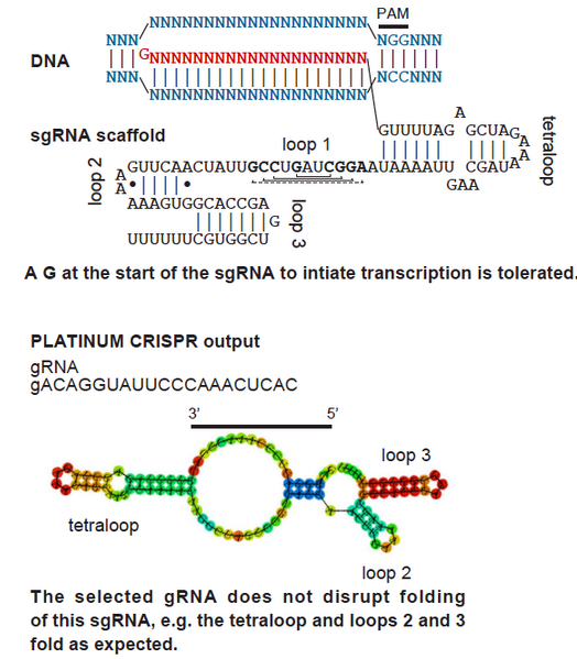 Image showing the pricnciple of Plarinum CRISPR: The constant part of the sgRNA directing Spy Cas9 for DNA scission consists of a fused crRNA and tracrRNA and adopts a characteristic folding important for Cas9 activity.  An example fold is given that does not disrupt folding, e.e tetraloop 2 an3 fold as expected