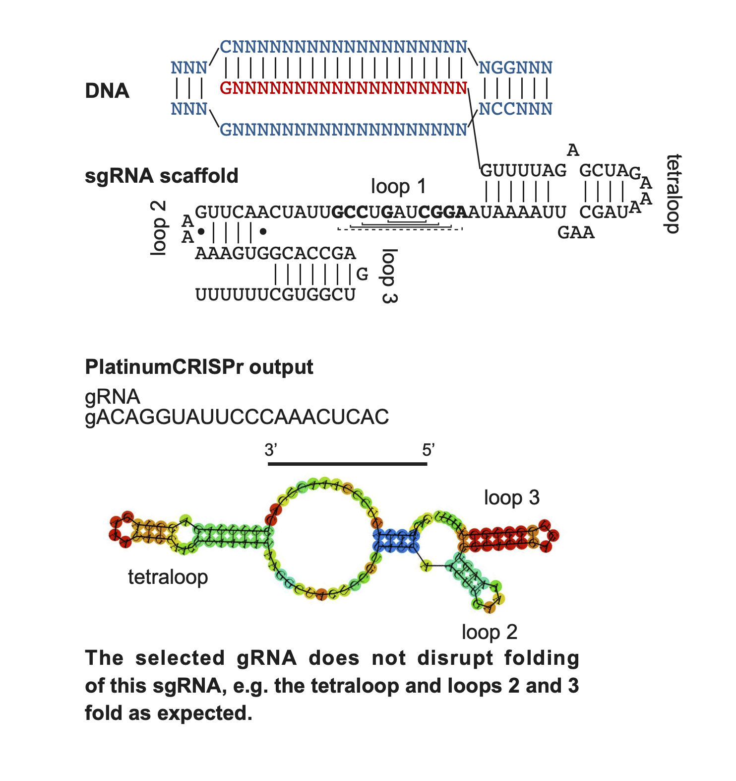 Image showing the pricnciple of Plarinum CRISPR: The constant part of the sgRNA directing Spy Cas9 for DNA scission consists of a fused crRNA and tracrRNA and adopts a characteristic folding important for Cas9 activity.  An example fold is given that does not disrupt folding, e.e tetraloop 2 an3 fold as expected