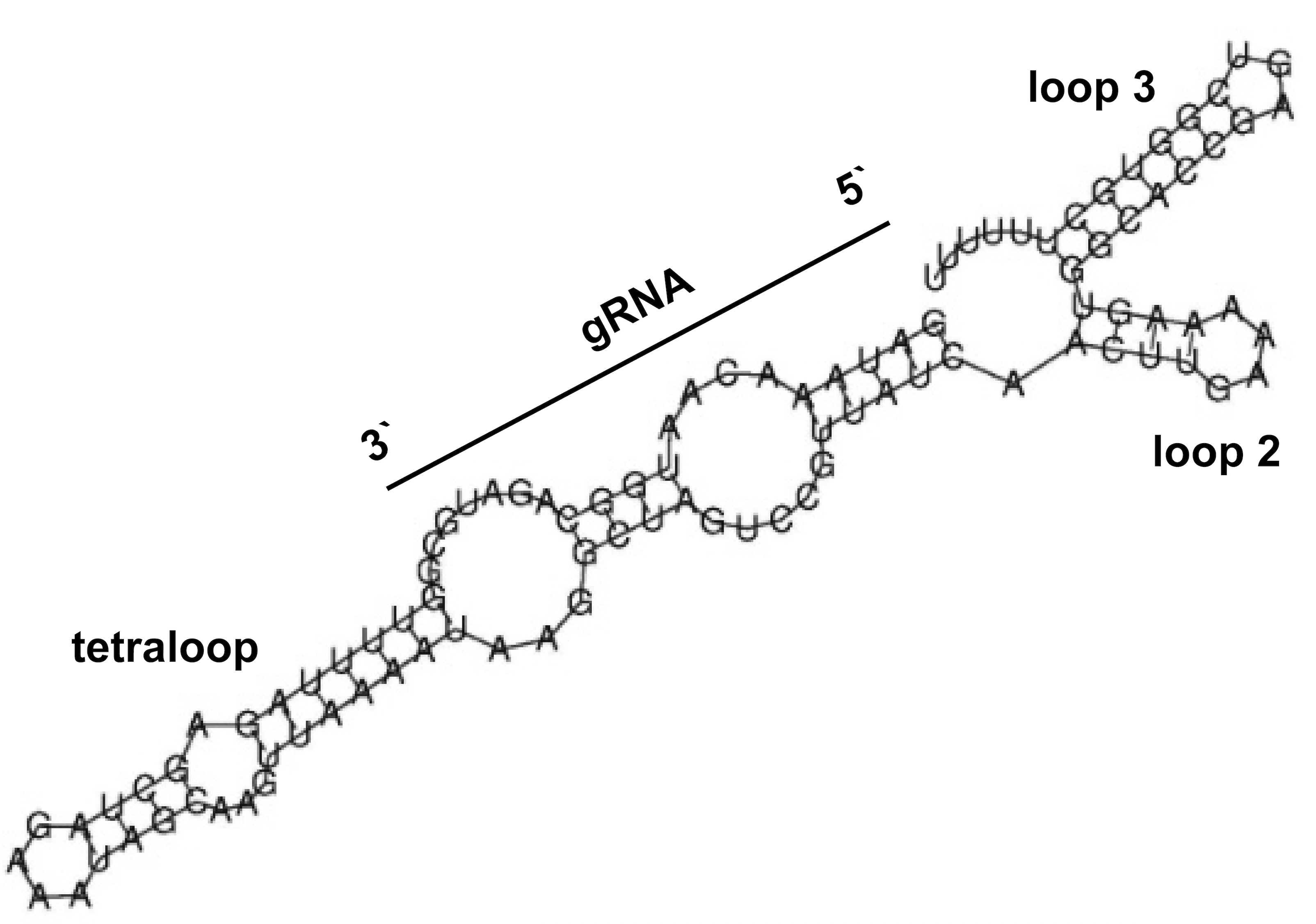 Example sgRNA evaluation